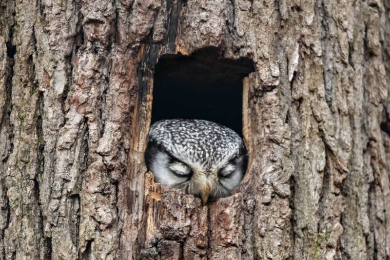 ECOC Lecture: Birds at Rest
