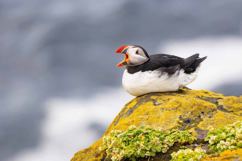 ECOC Lecture: Birding Iceland, Land of Midnight Sun — Grímsey & Flatey Islands