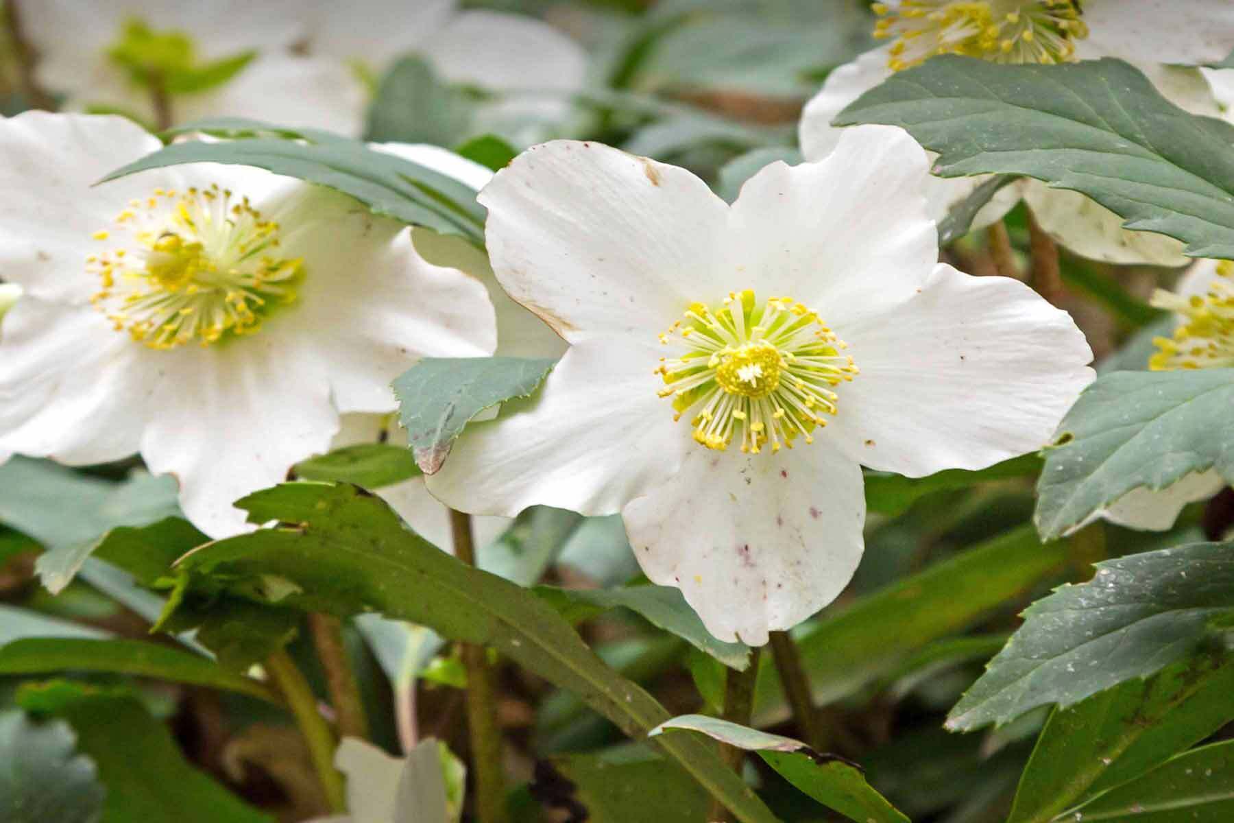 <h1>Asian Gardens at the Phillips Library</h1>