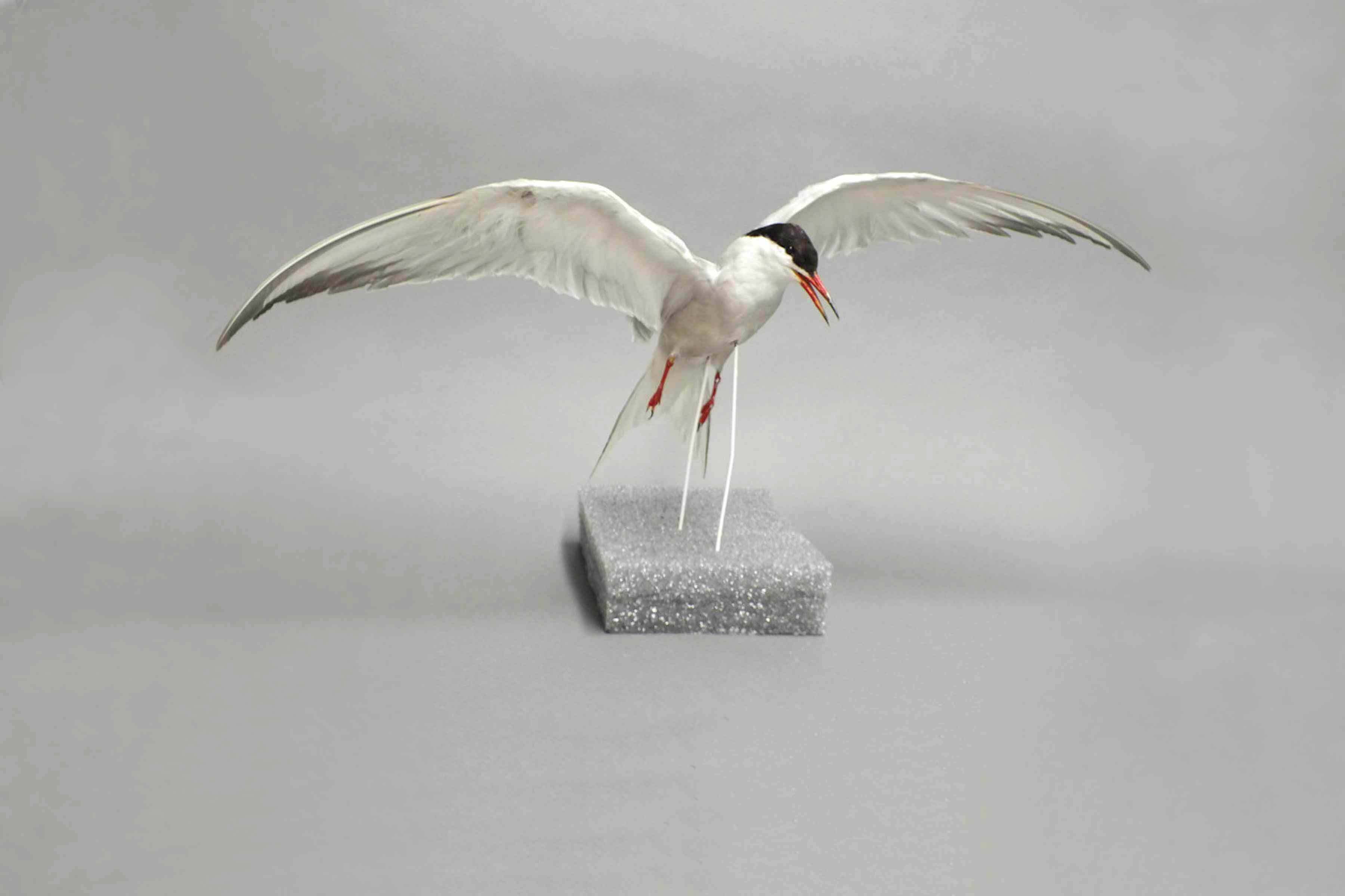 Winging It: Why You Don’t Need To Be an Expert To Help Advance Science