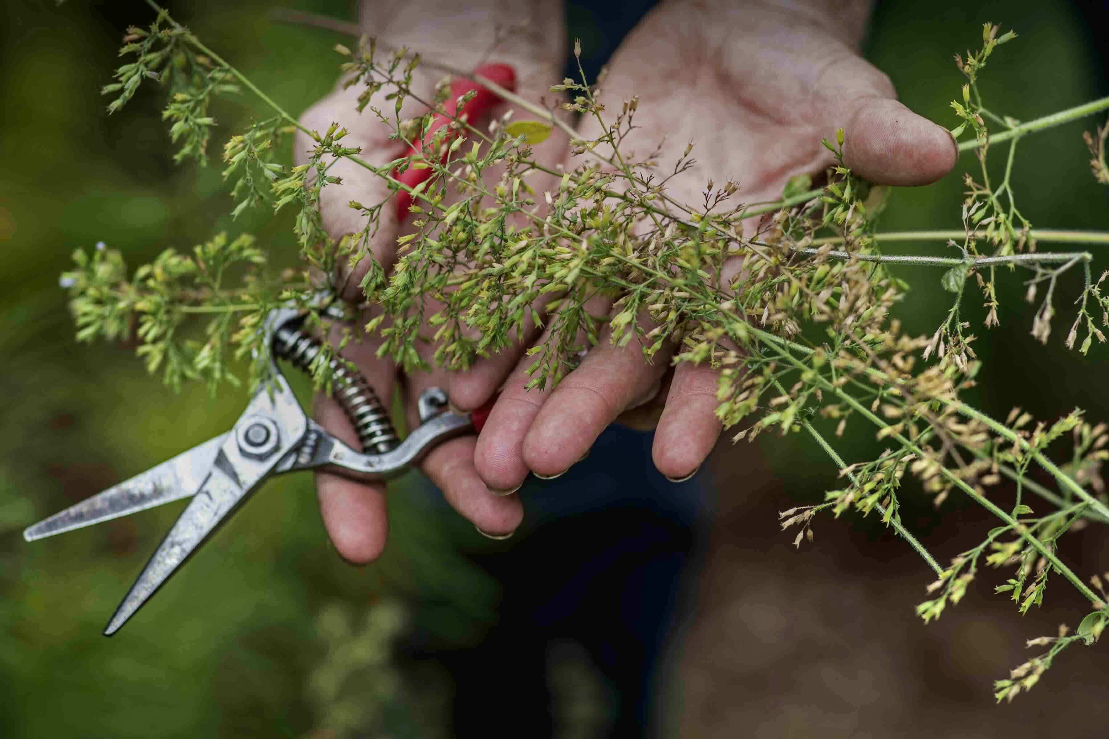 The constant gardener