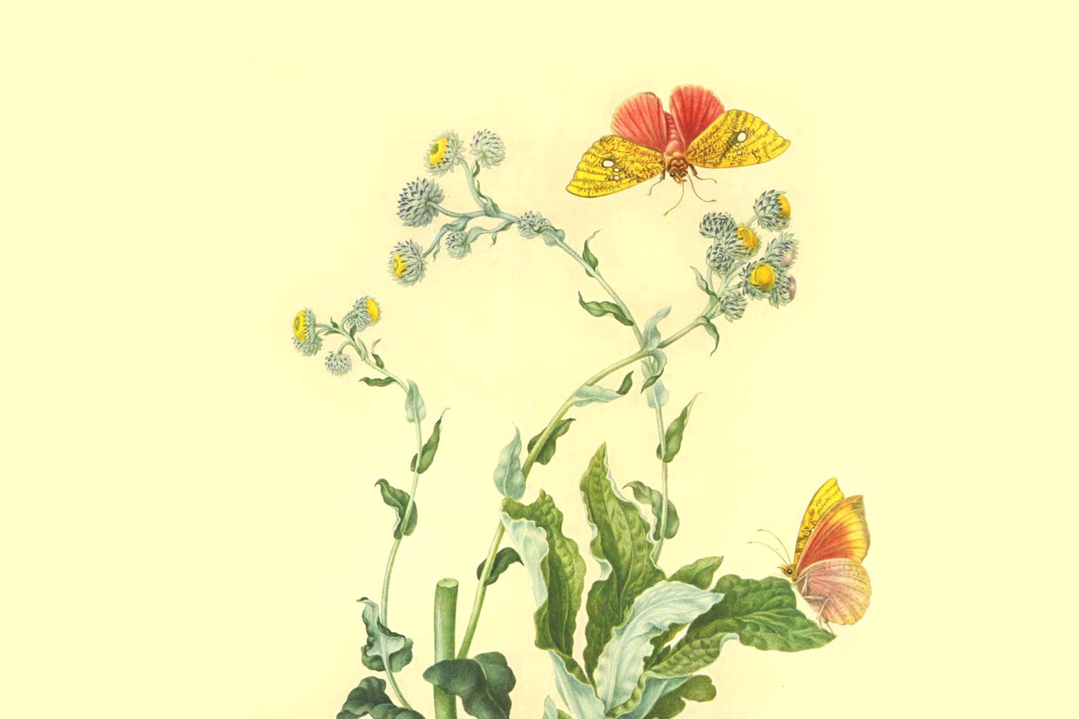 Nature Into Art: Uncovering Entomology