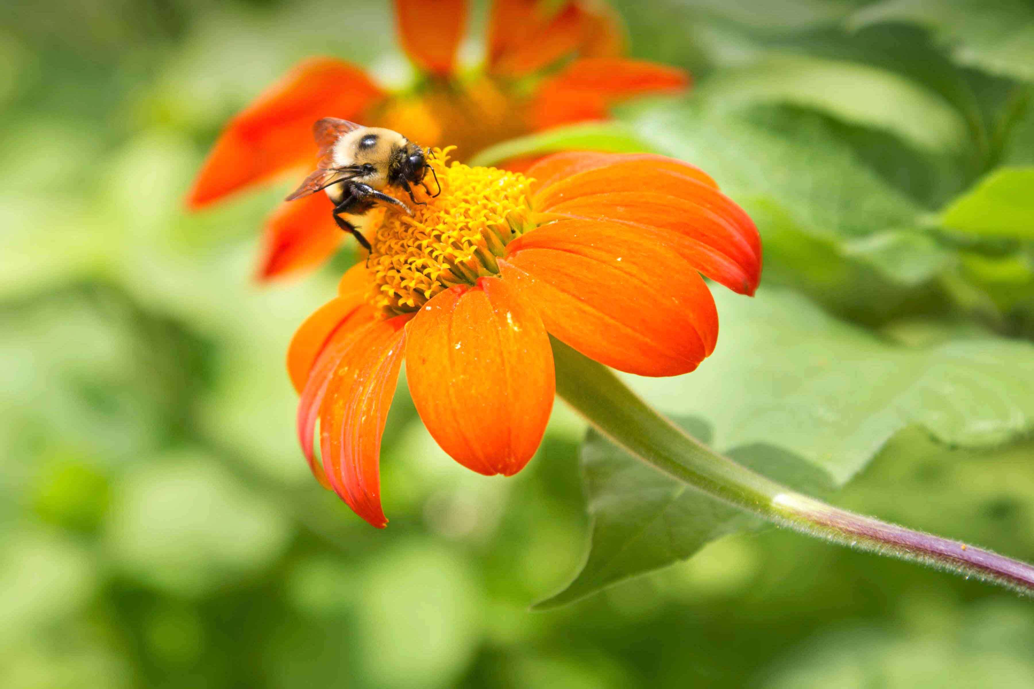 Building a Bee & Bug House