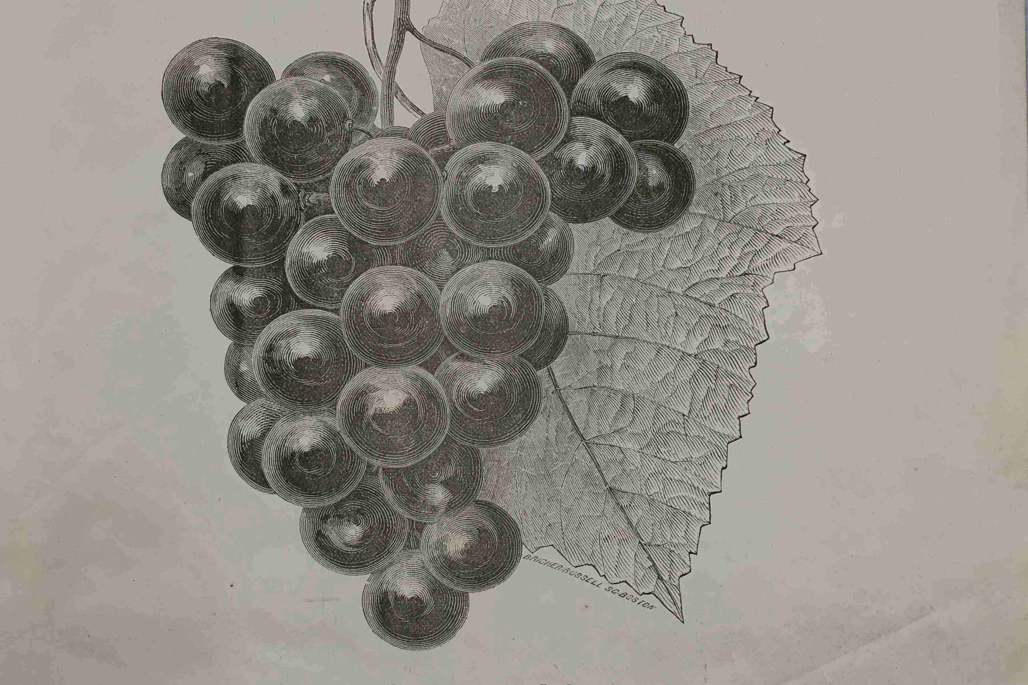 Celebrating a visionary Salem winemaker