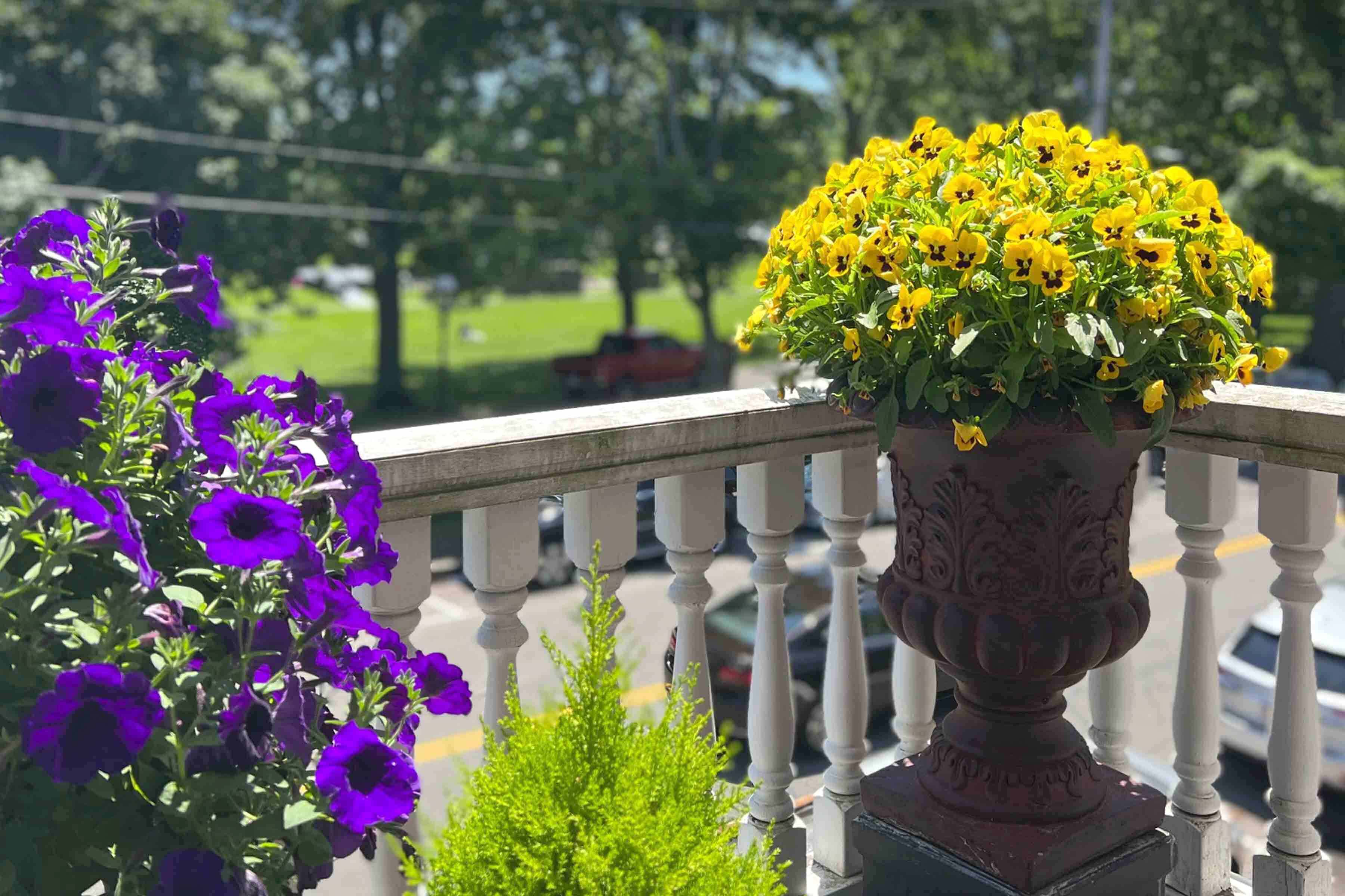 Celebrating Pride month and the beauty of pansies