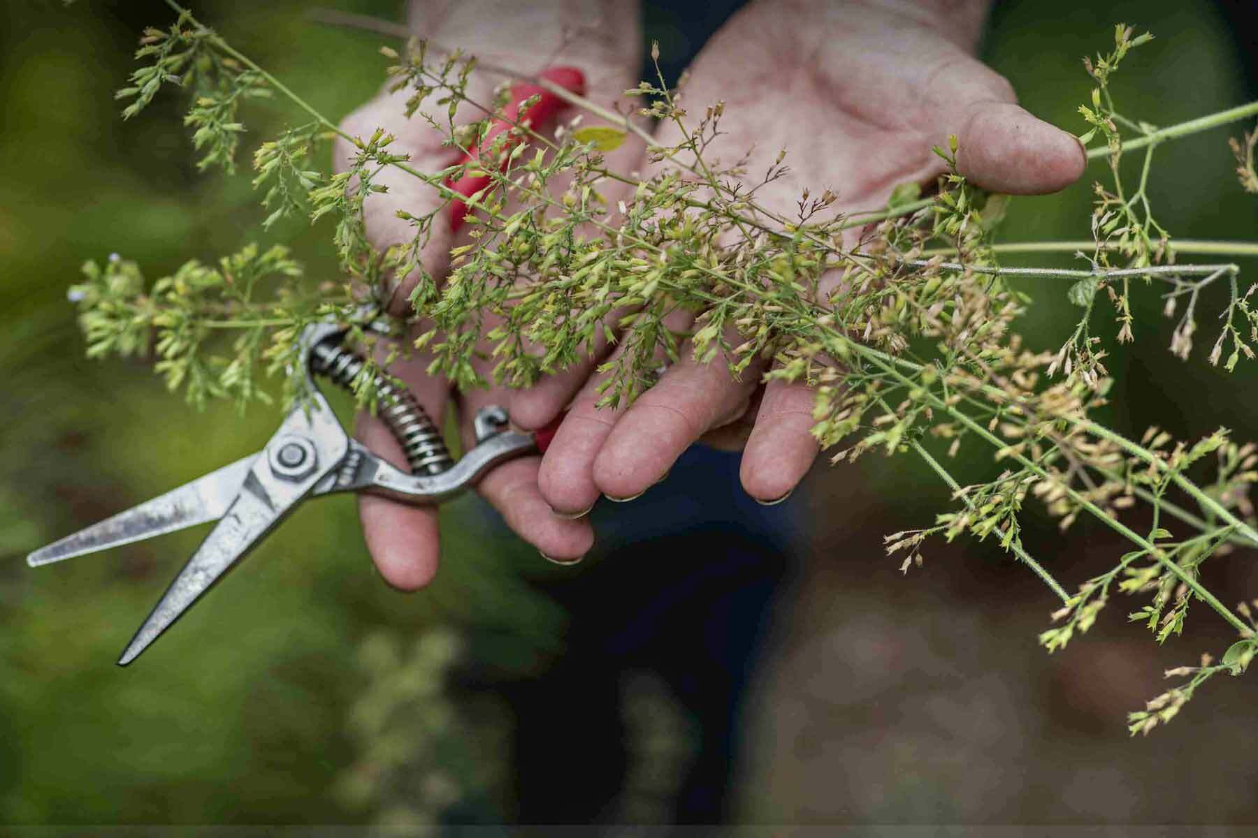 The constant gardener