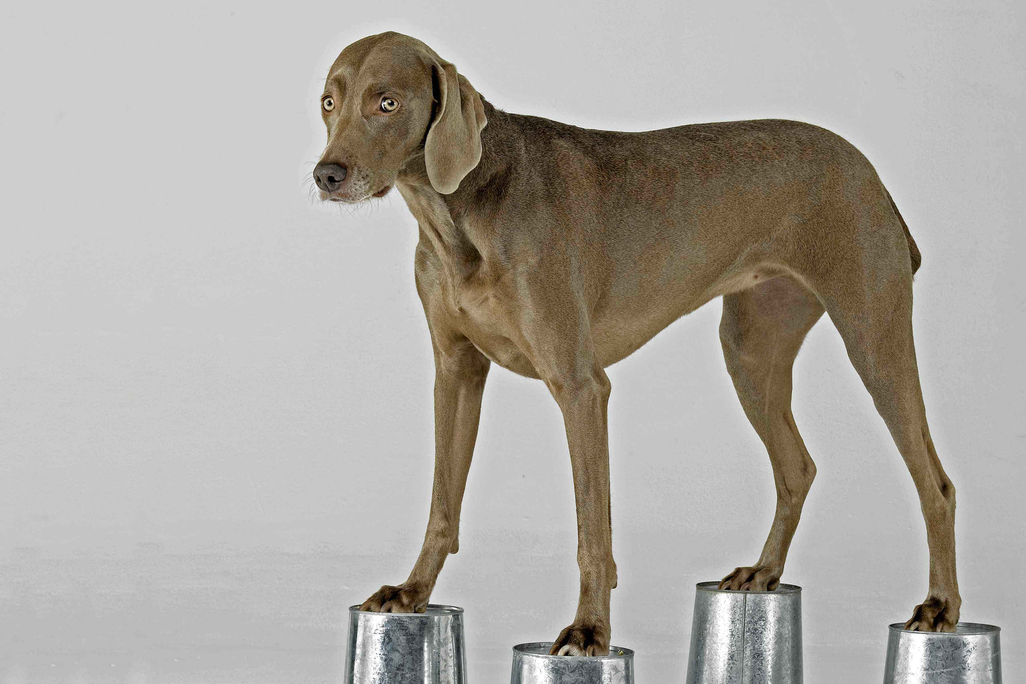 Beyond Human: Artist–Animal Collaborations