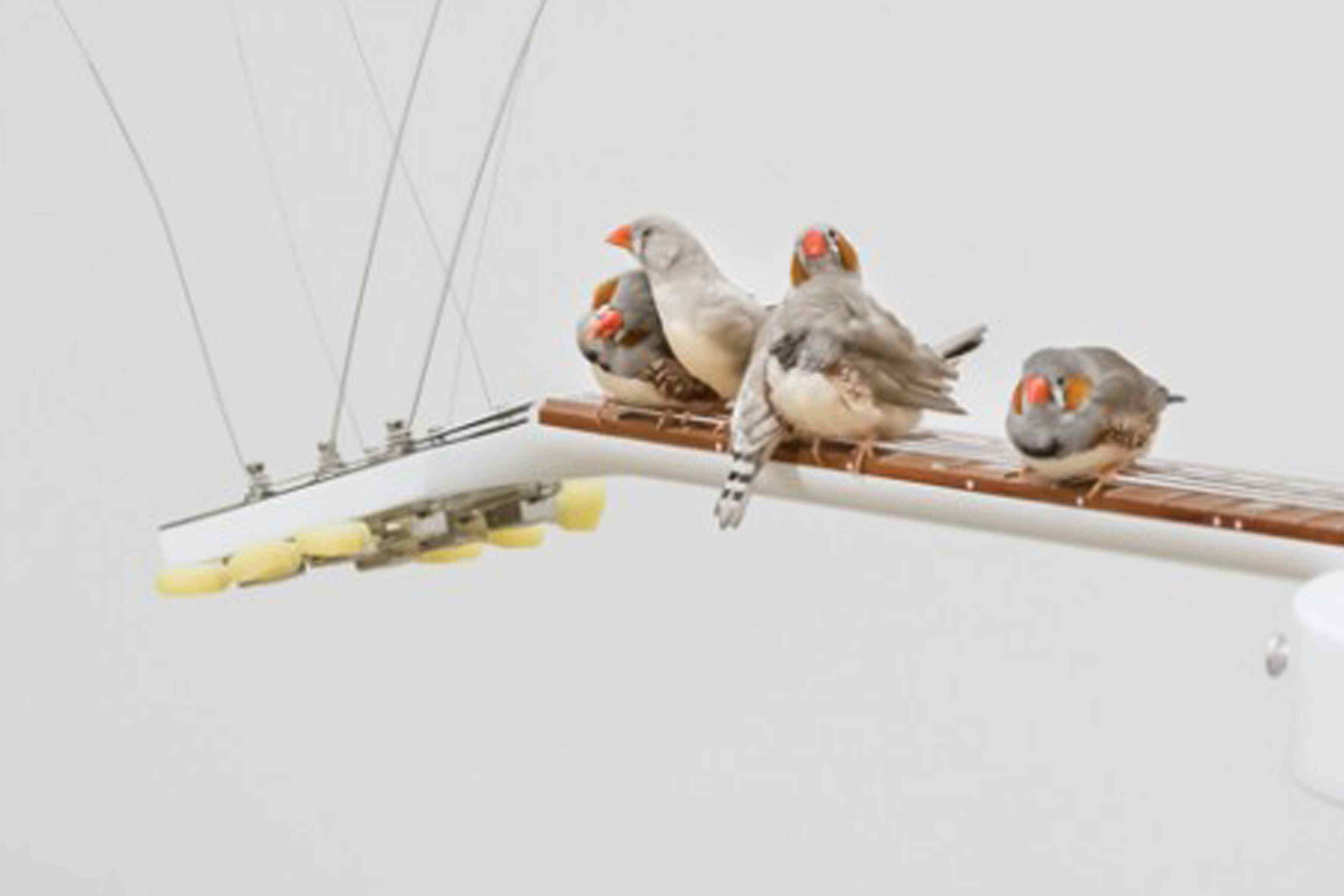 FreePort [No. 007]: Céleste Boursier-Mougenot