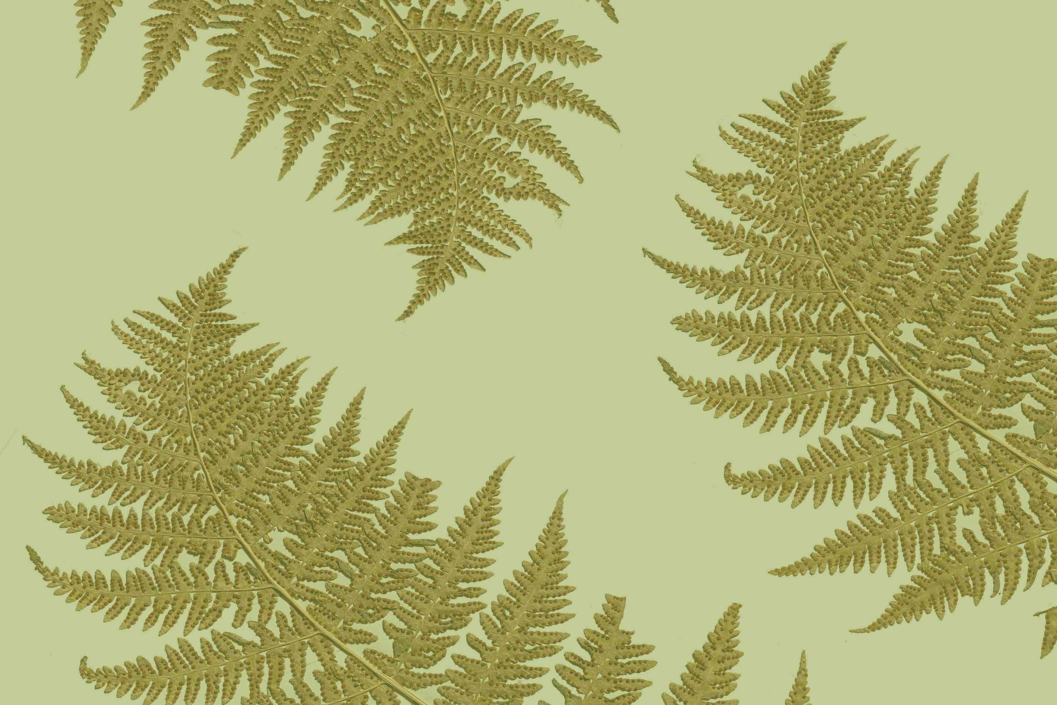 19th century herbarium bears fruit