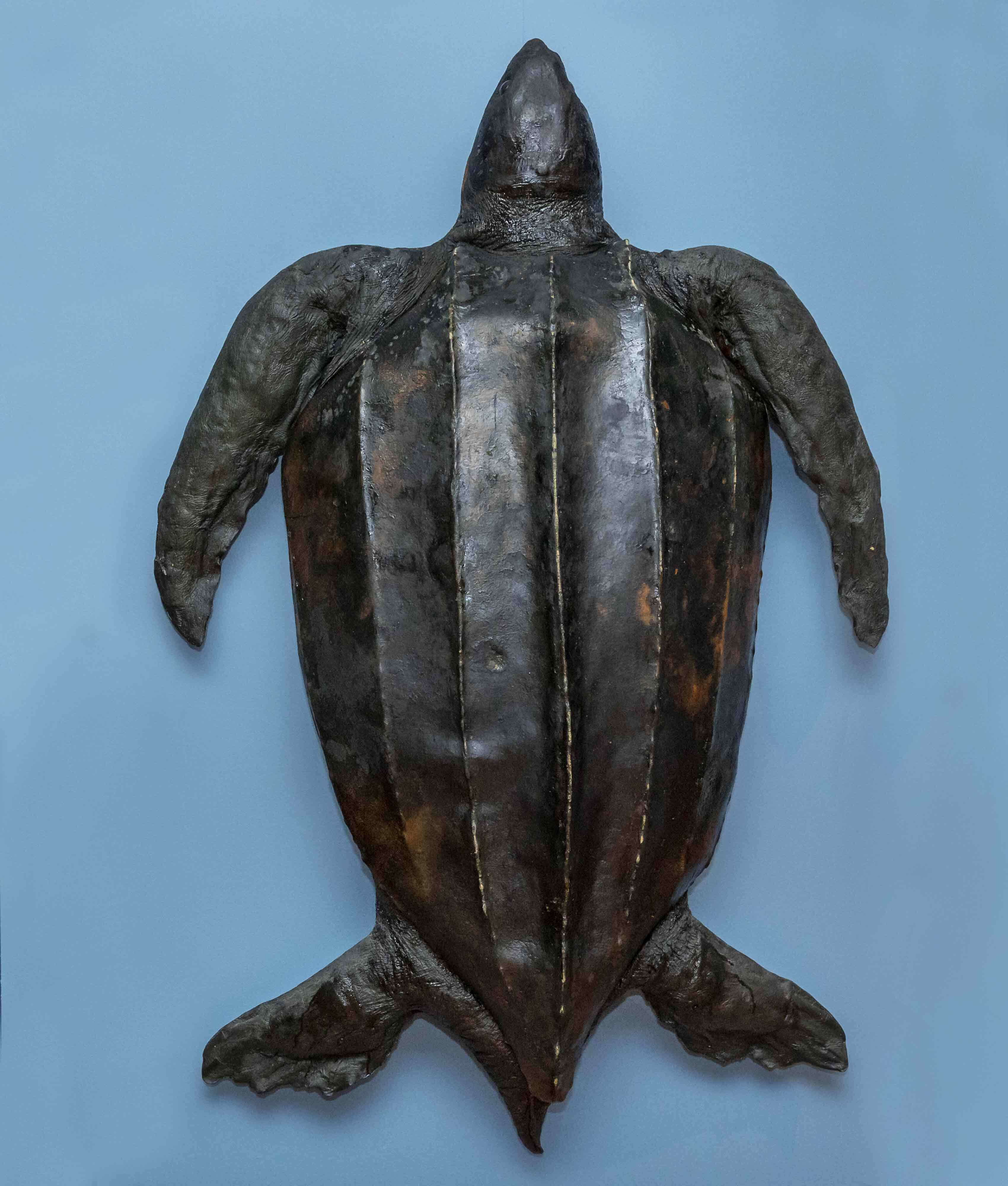 Leatherneck Turtle