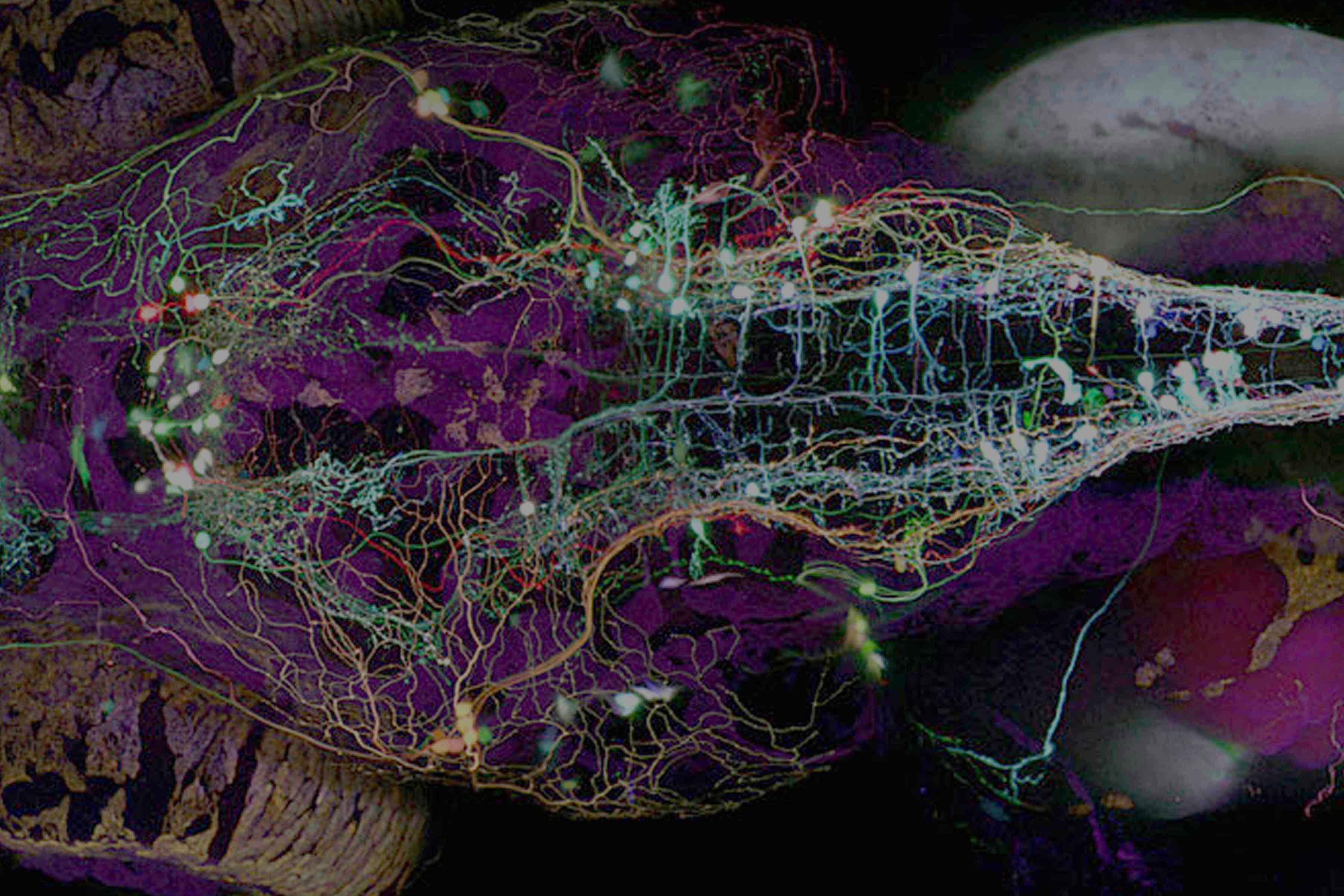 Neuroscience brain activity scan