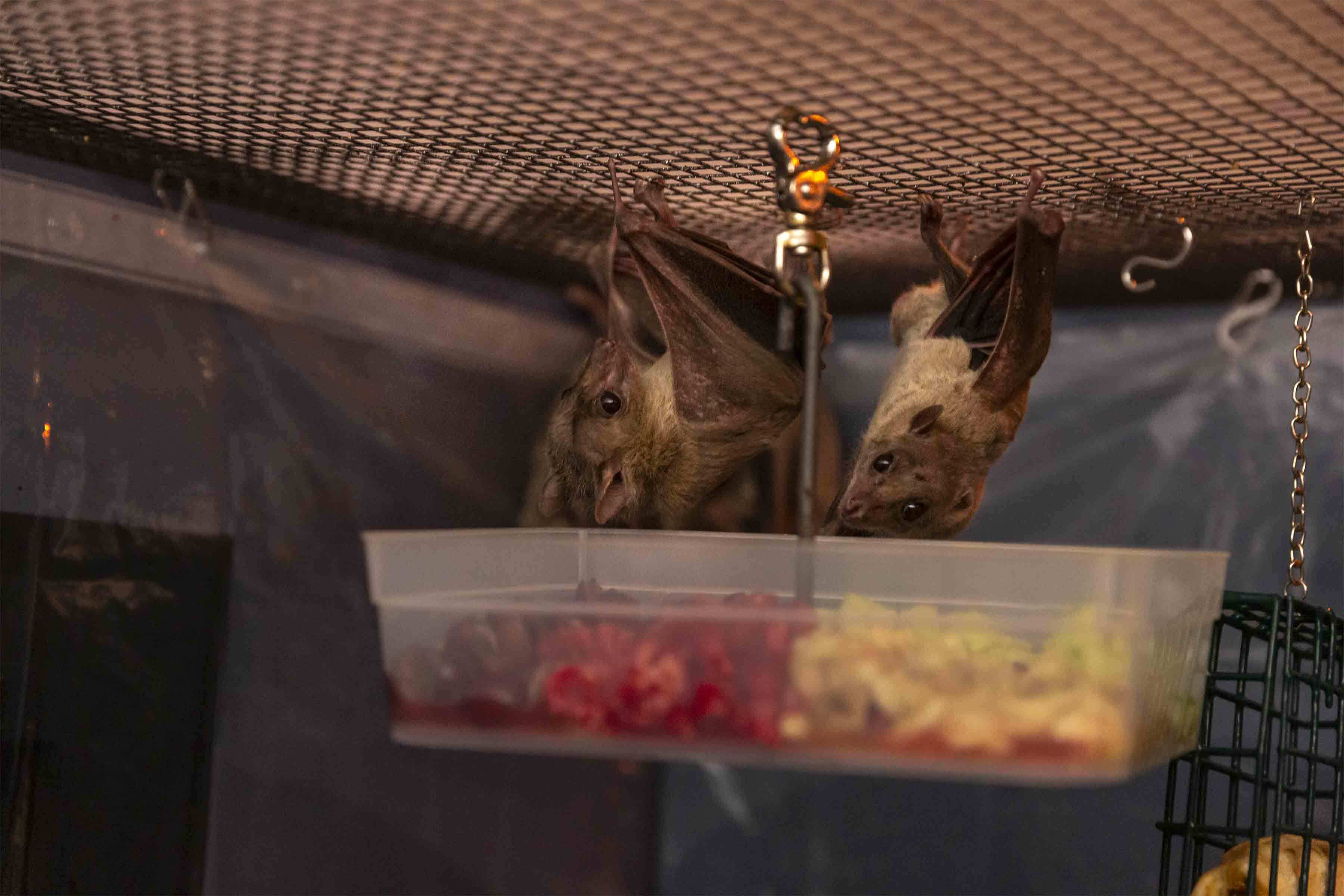 PEMcast 34: Hanging with Bats