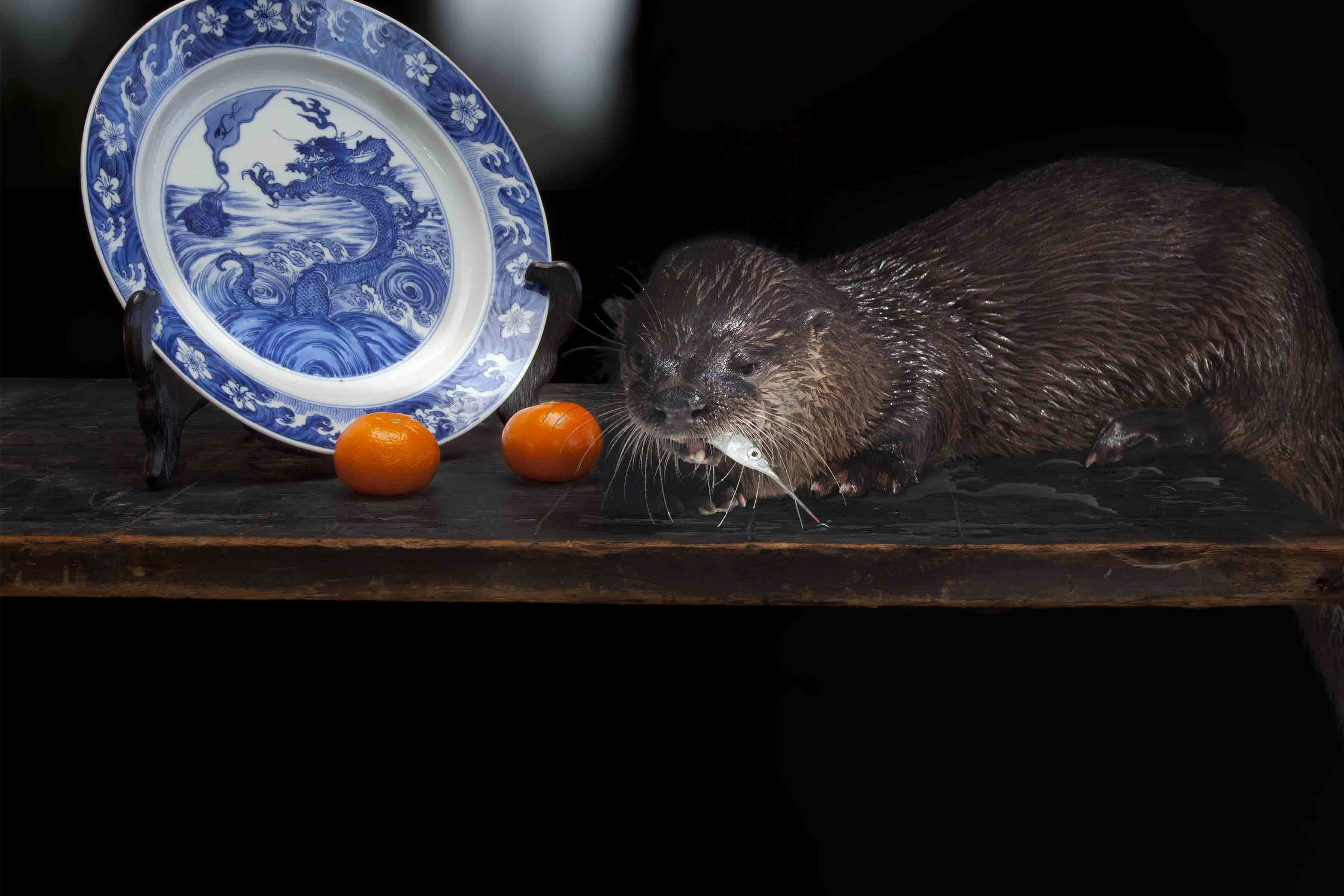 Order of Imagination: The Photographs of Olivia Parker