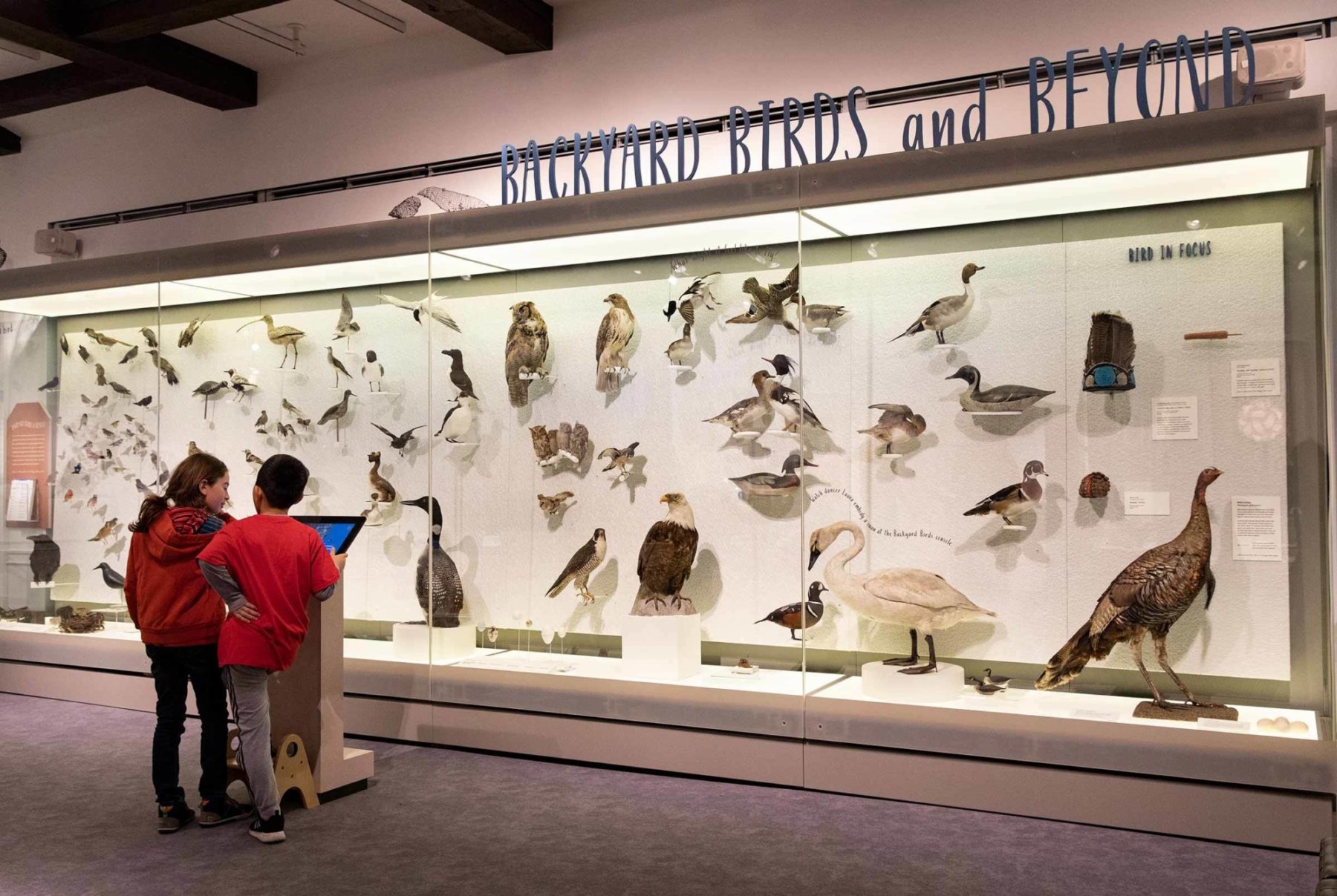 Bird Exhibition At PEM Backyard Birds & Beyond