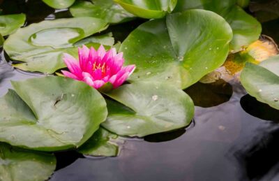 A bright pink lily on lilypads on water