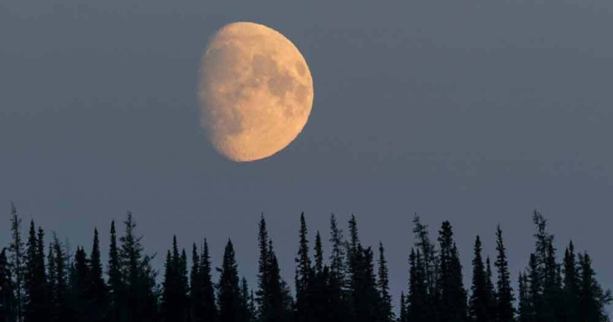 Knowing Nature: Stories of the Boreal Forest