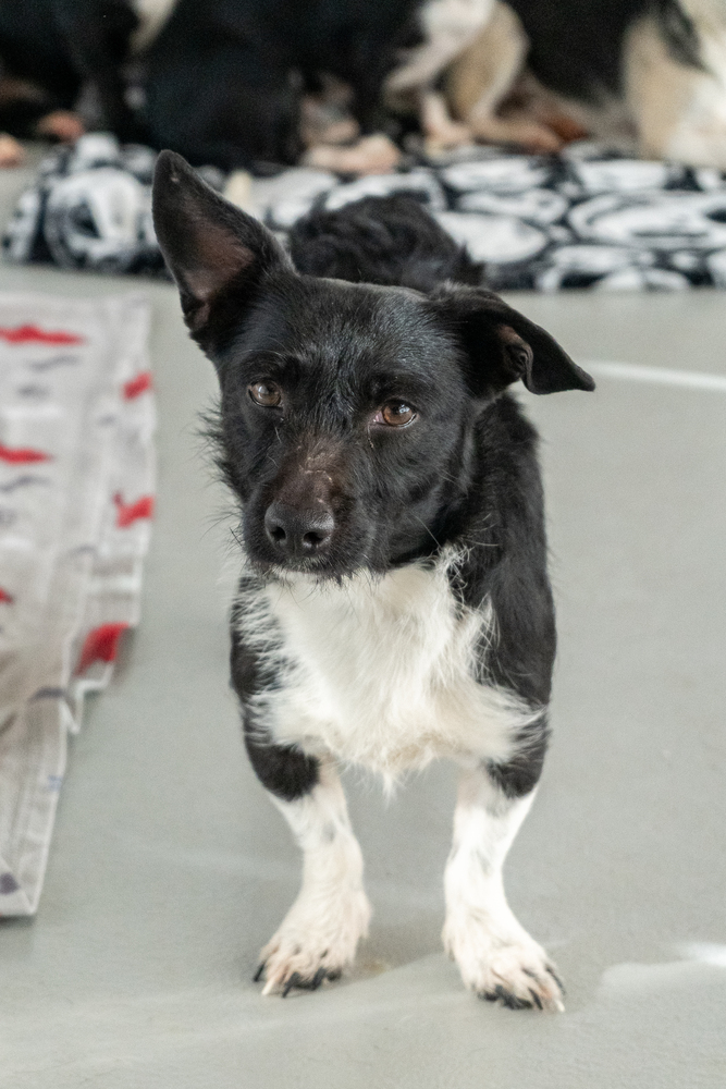 Eliza, Terriers (Small)