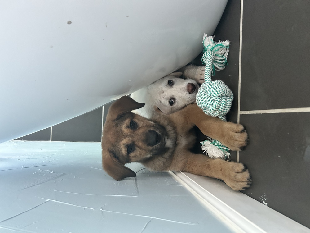 Mardi-Paws: Gumbo NKA Shiner