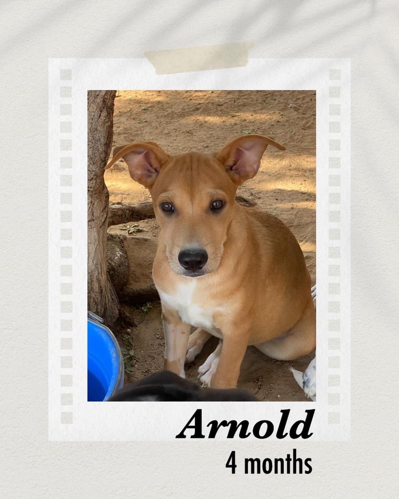 Arnold