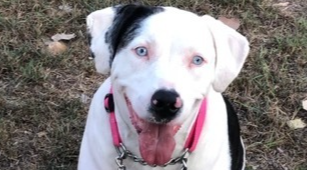 Ellie - Catahoula