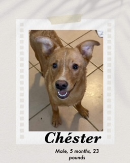 Chester