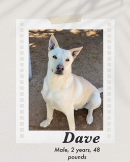 Dave