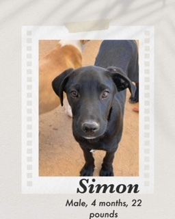Simon