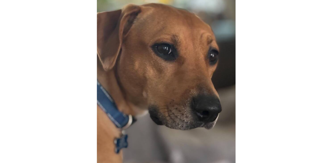 Scout nka Skittles (The Arlington 16)