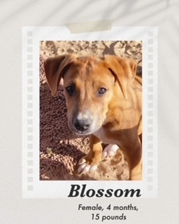 Blossom