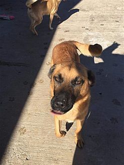 Photo of Durango, adoptable Hound (Unknown Type) in Dana Point, California