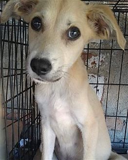 Photo of Dallas, adoptable Hound (Unknown Type) in Dana Point, California