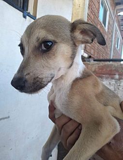 Photo of Dover, adoptable Hound (Unknown Type) in Dana Point, California