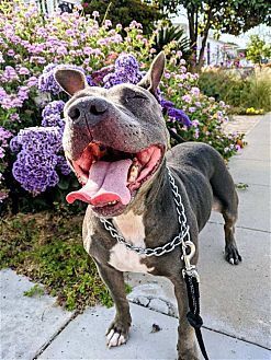 Photo of Keisy, adoptable American Bulldog in Dana Point, California