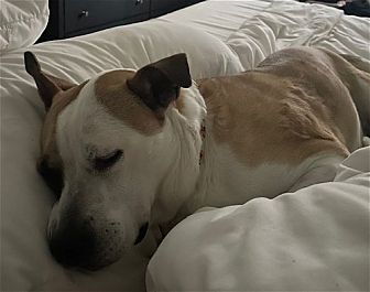 Photo of Daisy, adoptable Boxer in Dana Point, California