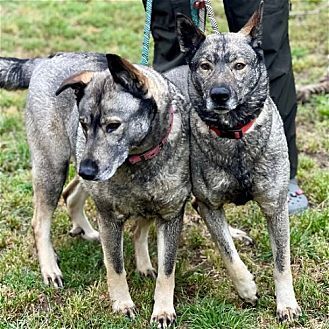 Photo of Freida and Dallen, adoptable Norwegian Elkhound in Dana Point, California