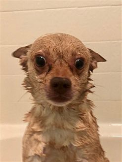 Photo of Duke, adoptable Chihuahua in Dana Point, California