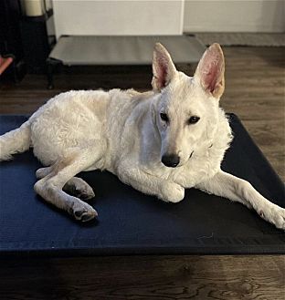 Photo of Everest, adoptable German Shepherd Dog in Dana Point, California