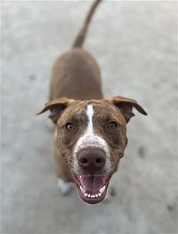 Photo of Apache, adoptable Labrador Retriever in Dana Point, California