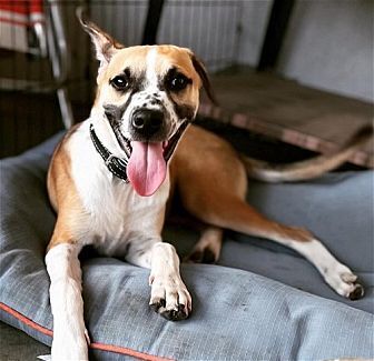 Photo of Bogart, adoptable Australian Cattle Dog in Dana Point, California