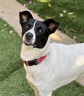 Photo of Charlie, adoptable Border Collie in Dana Point, California