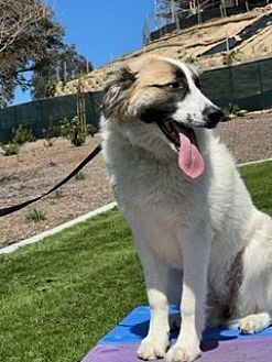 Photo of Izzy, adoptable Anatolian Shepherd in Dana Point, California