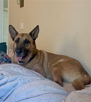Grizzly, photo 2