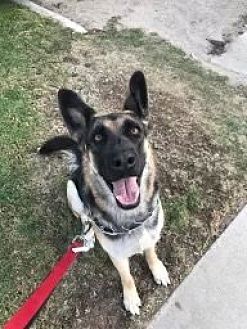 Photo of Harley, adoptable German Shepherd Dog in Dana Point, California