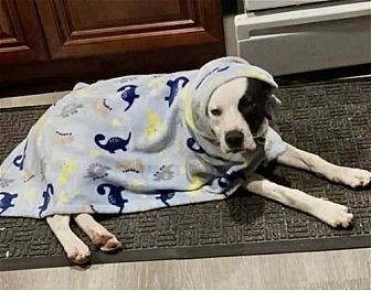 Photo of Wiggles, adoptable Border Collie in Dana Point, California