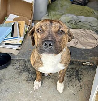 Photo of Leo, adoptable Boxer in Dana Point, California