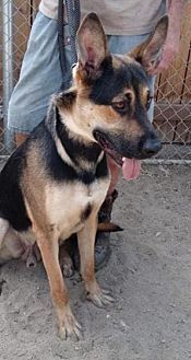 Photo of Zeke, adoptable German Shepherd Dog in Dana Point, California