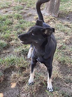 Photo of Sarah, adoptable Husky in Dana Point, California