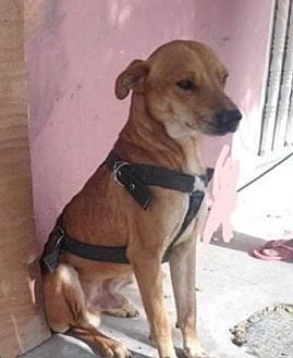 Photo of Grumpy, adoptable Retriever (Unknown Type) in Dana Point, California
