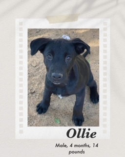 Ollie