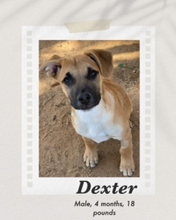 Dexter